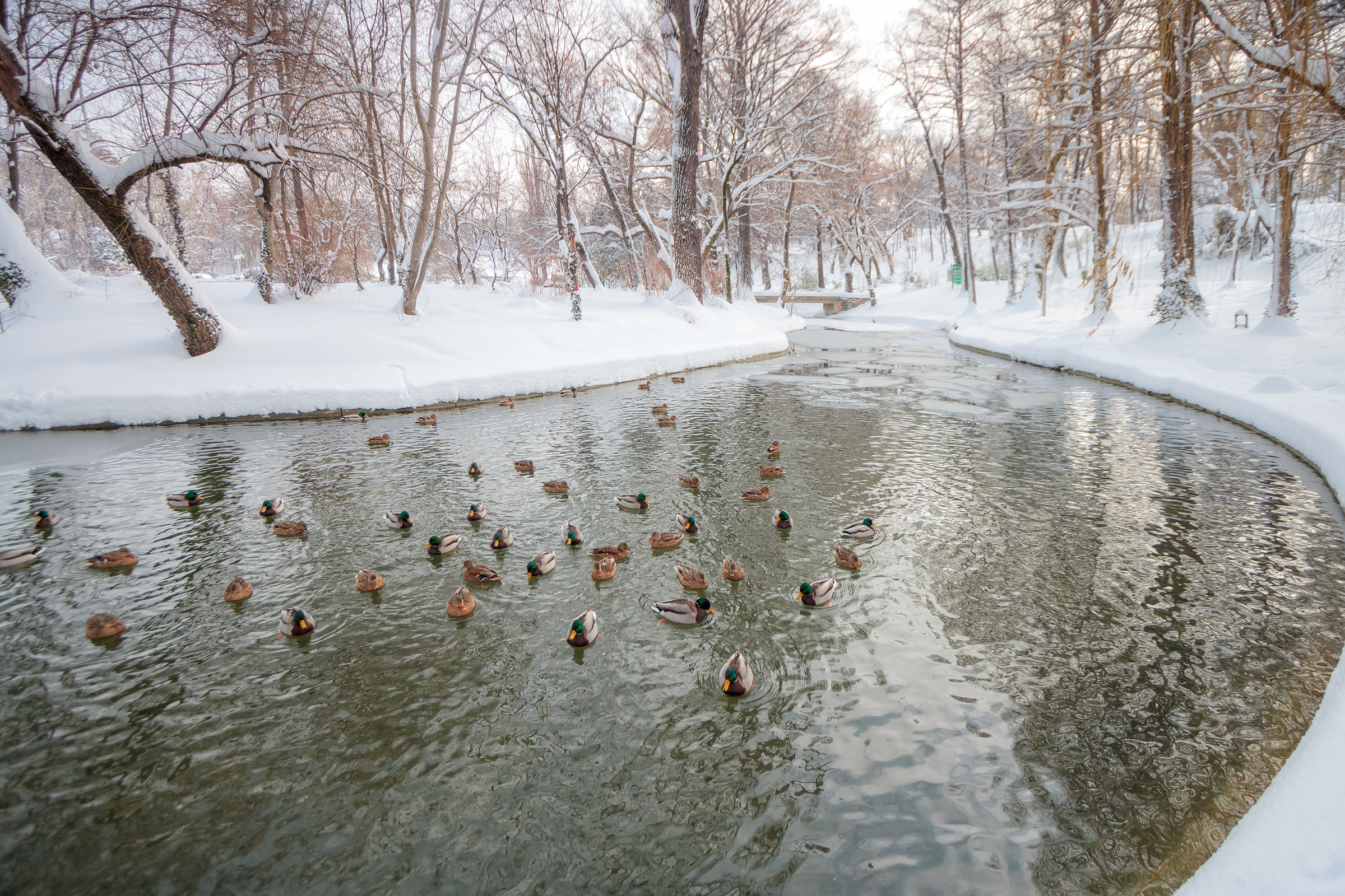 Wild ducks taking shelter during winter