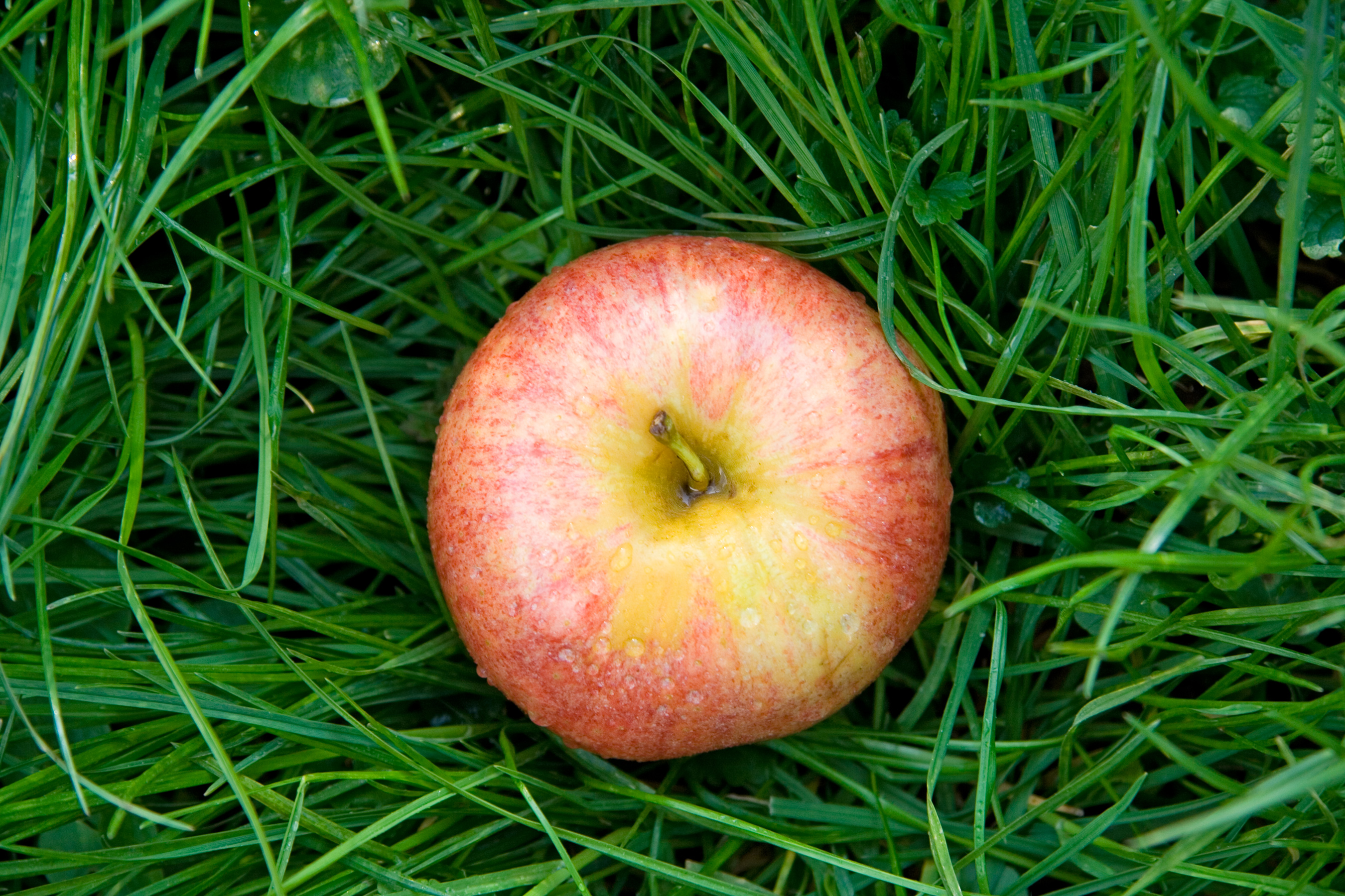 Apple in the grass