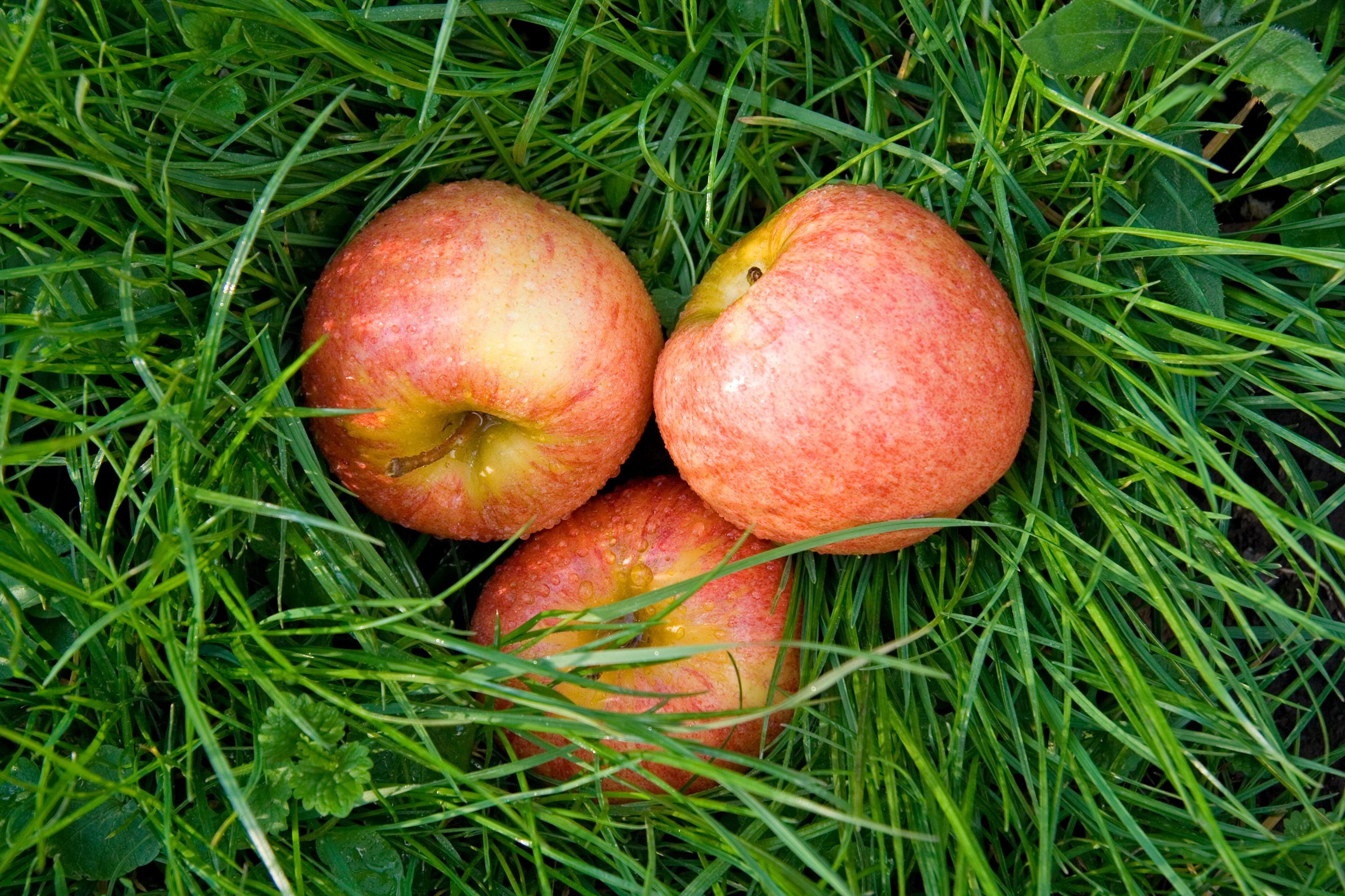Three ripe apples on green grass