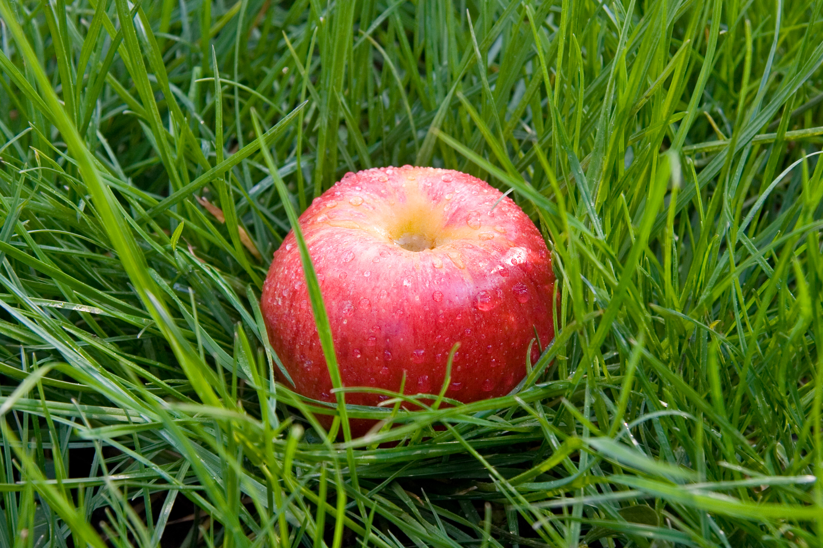 Red apple in the grass