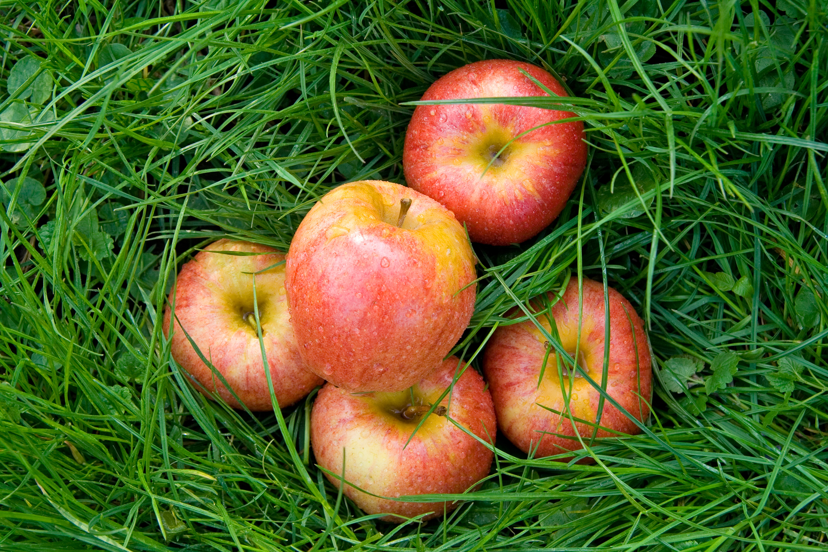 Rosy apples fell on the green grass