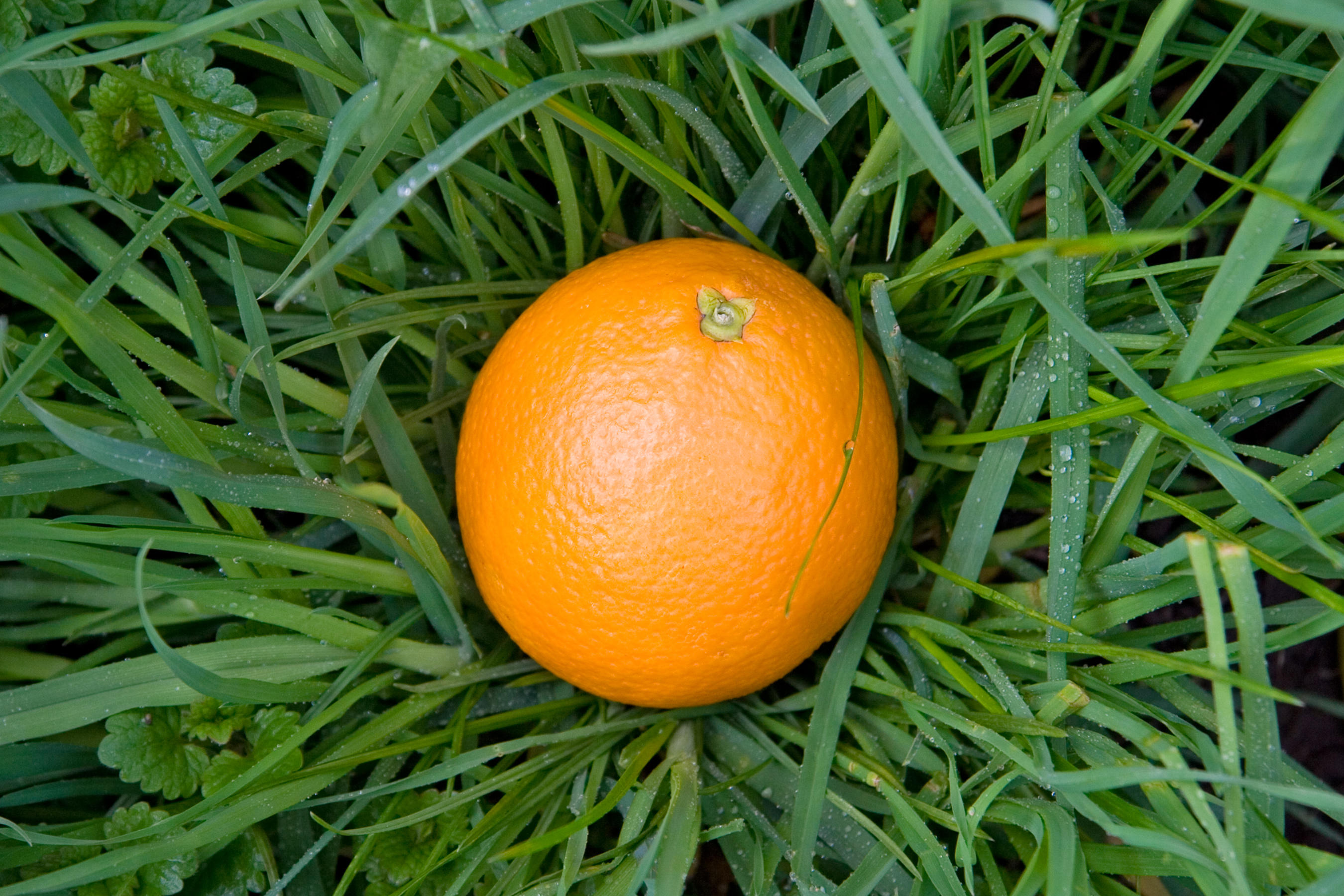 Orange fruit in the grass