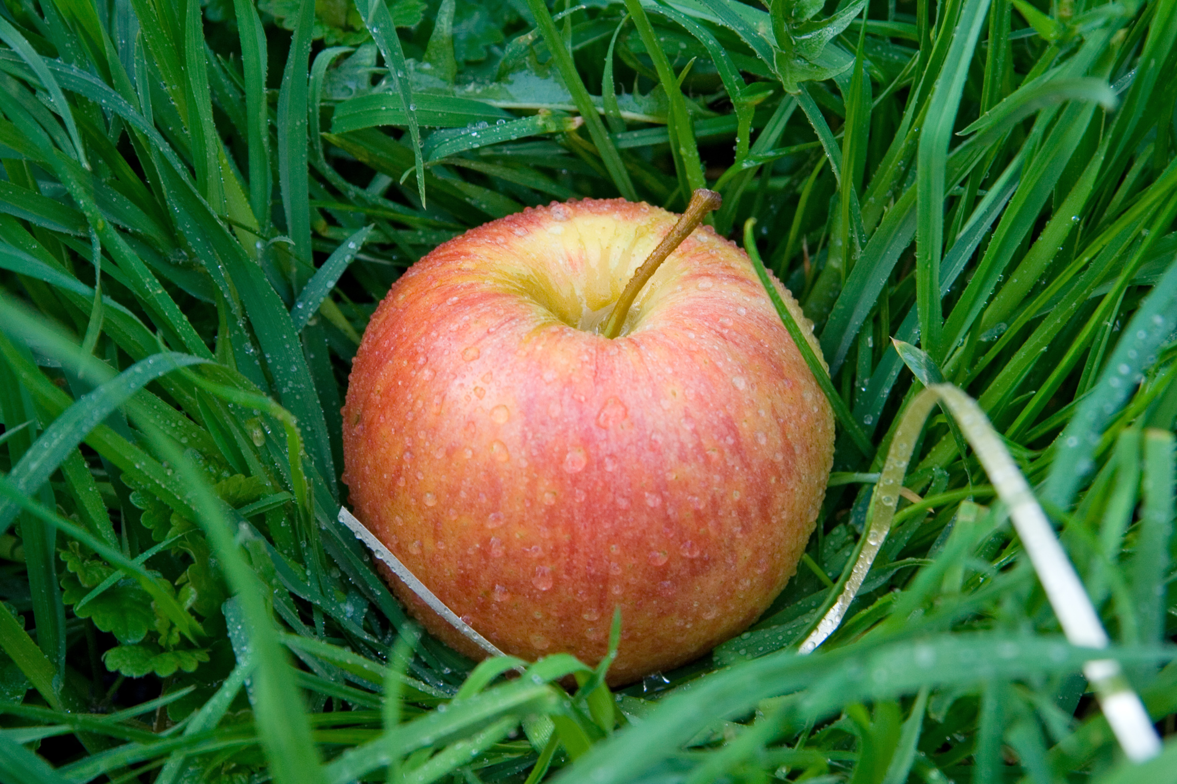 Apple fruit in the grass