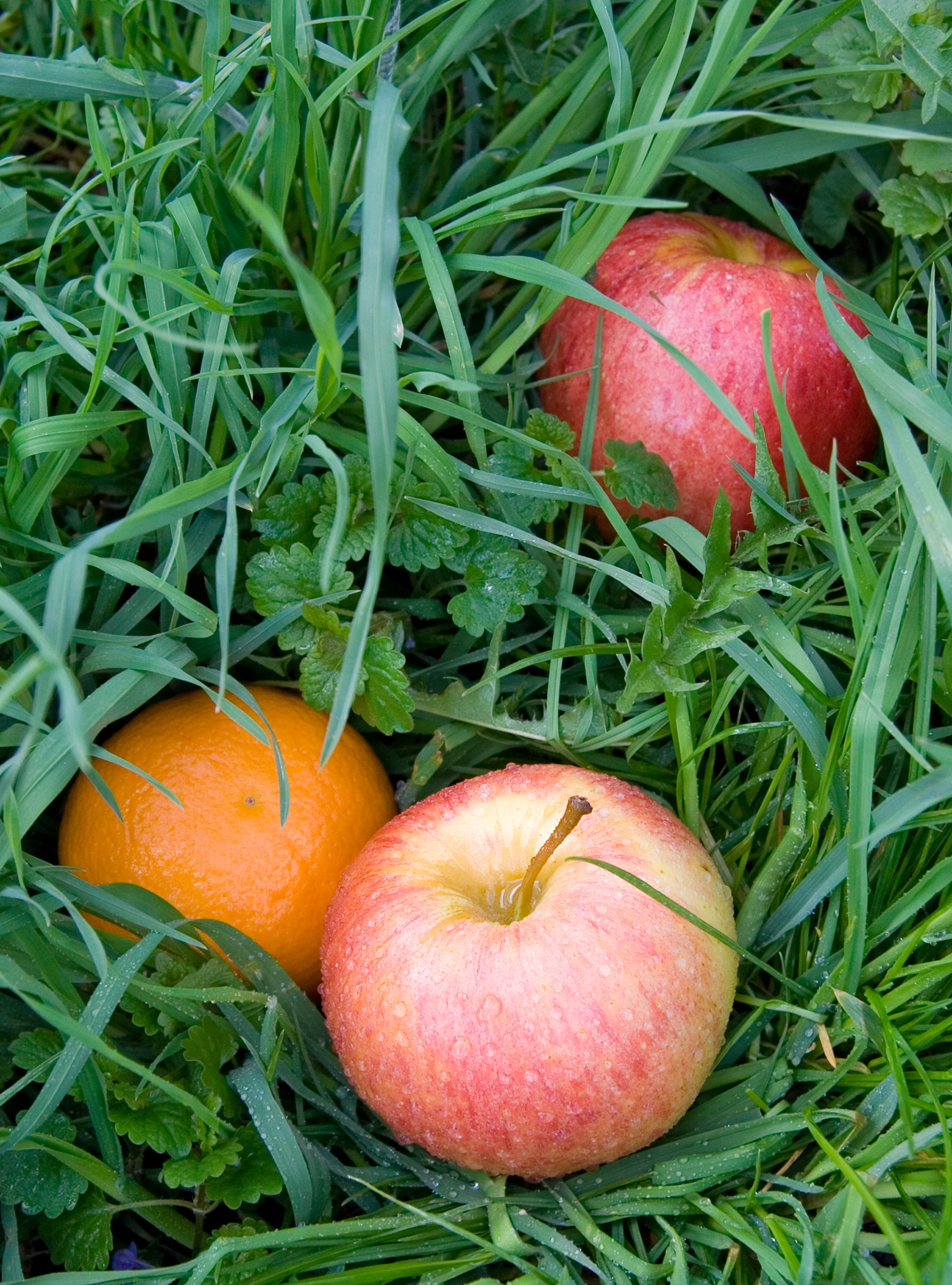 Apples and an orange in the grass