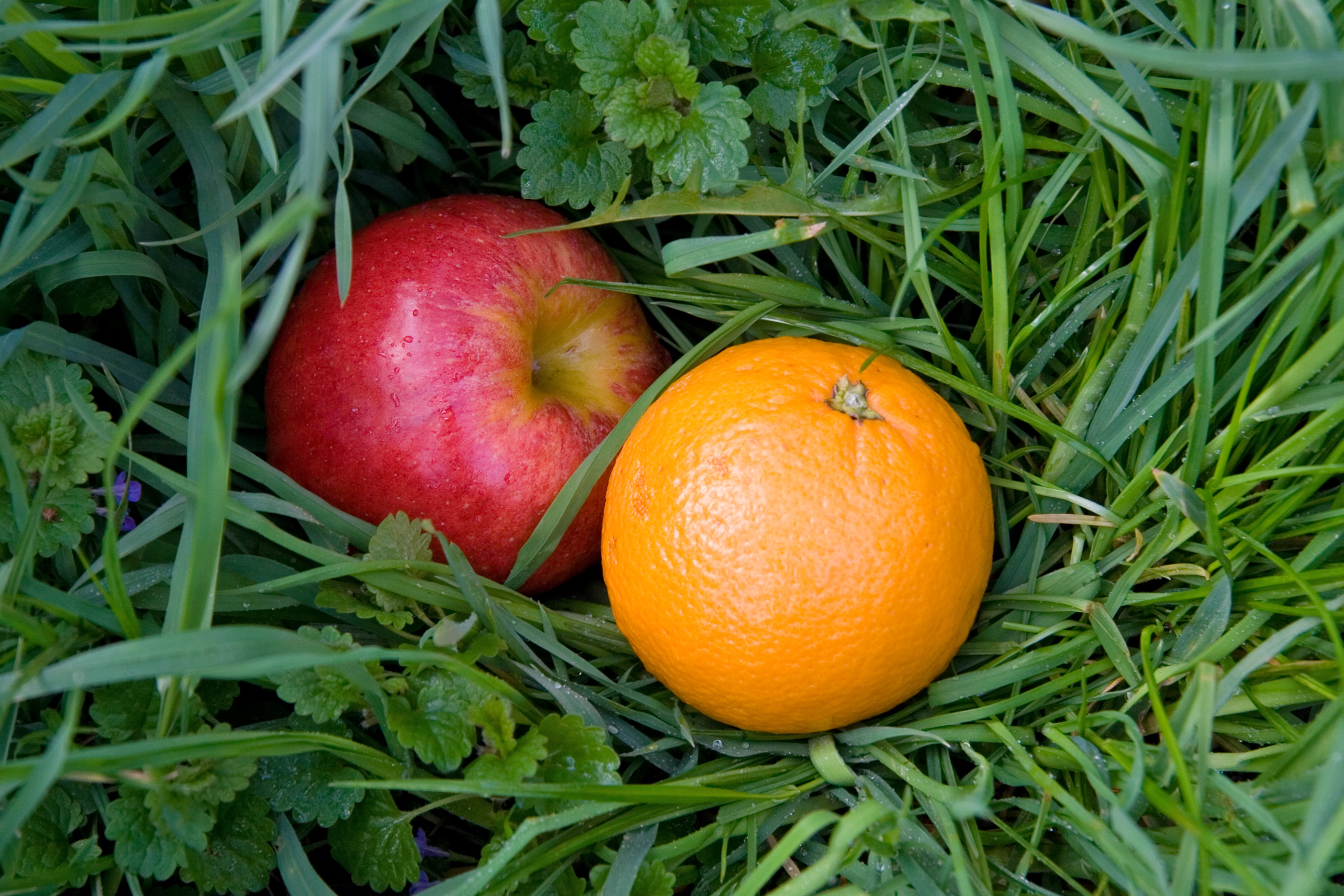 Apple and orange in the grass