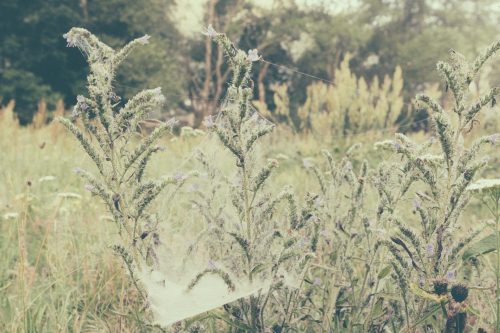 Meadow plants
