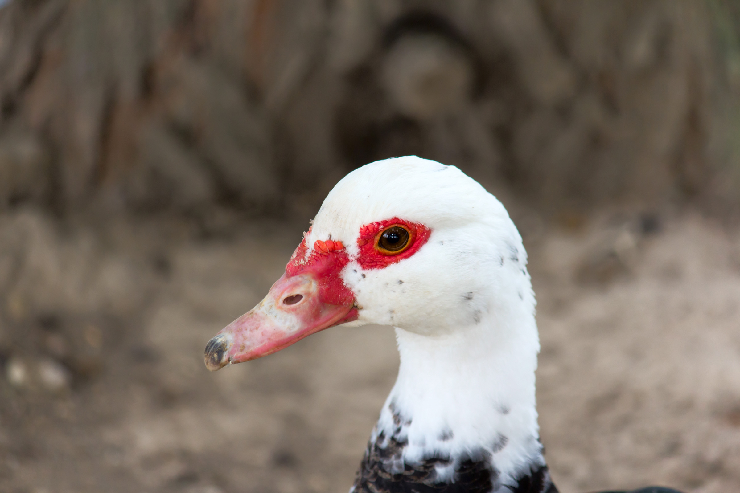 Duck with white head