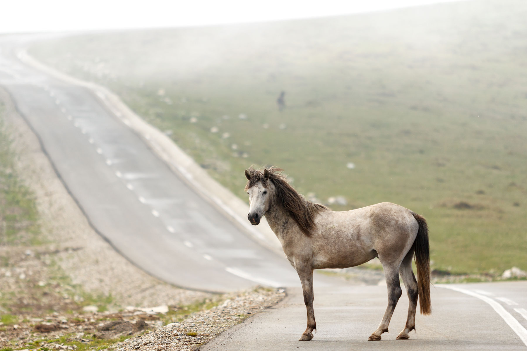 Horse crossing the road
