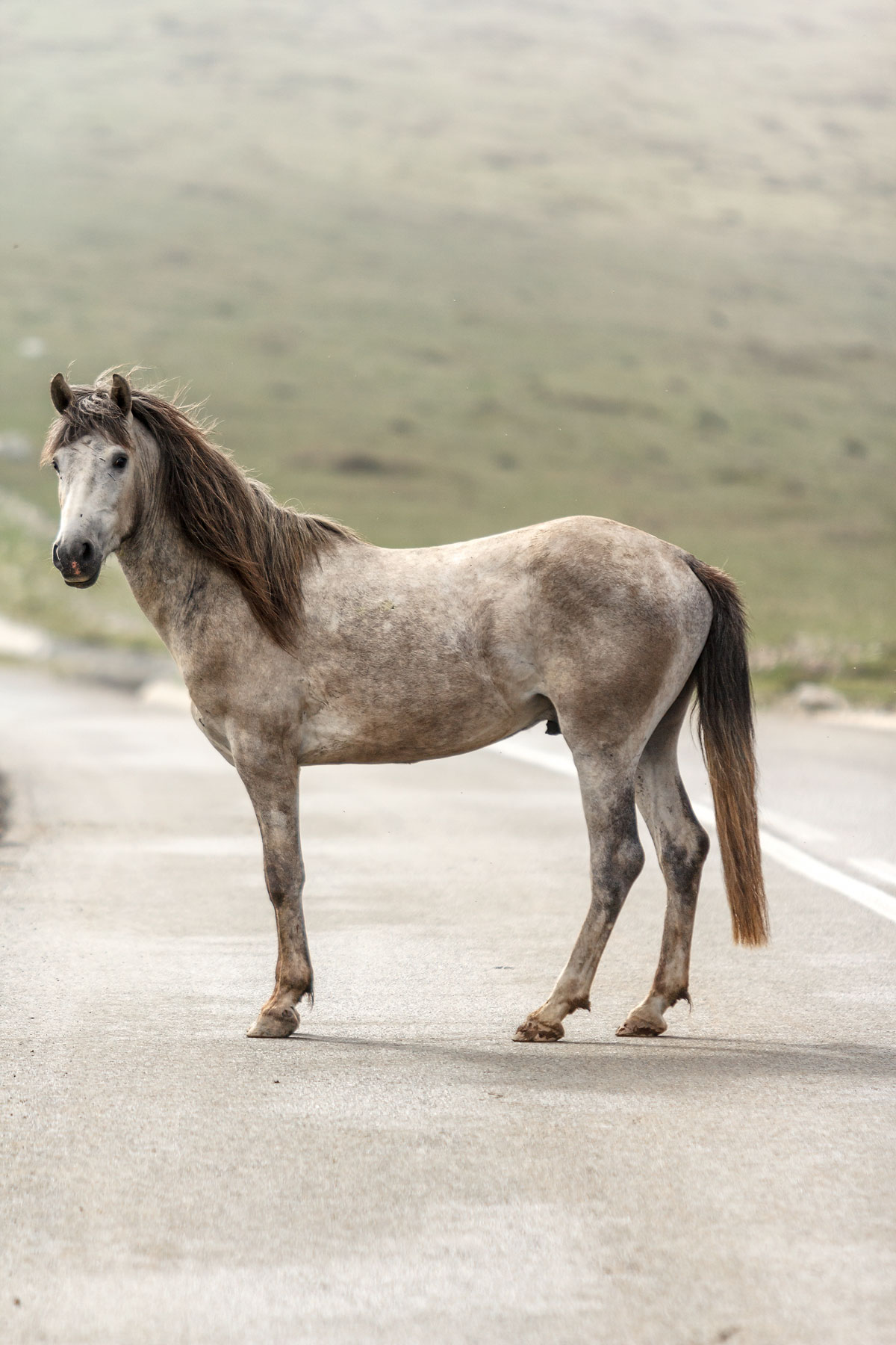 Horse standing on the road