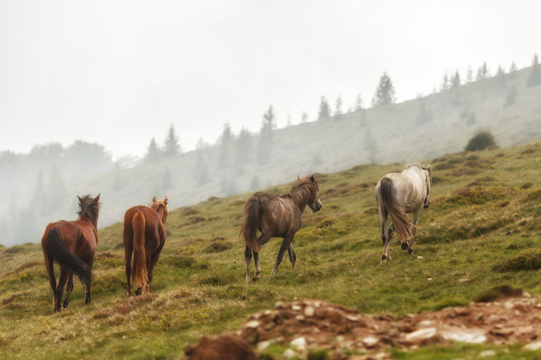 Horses on a hill