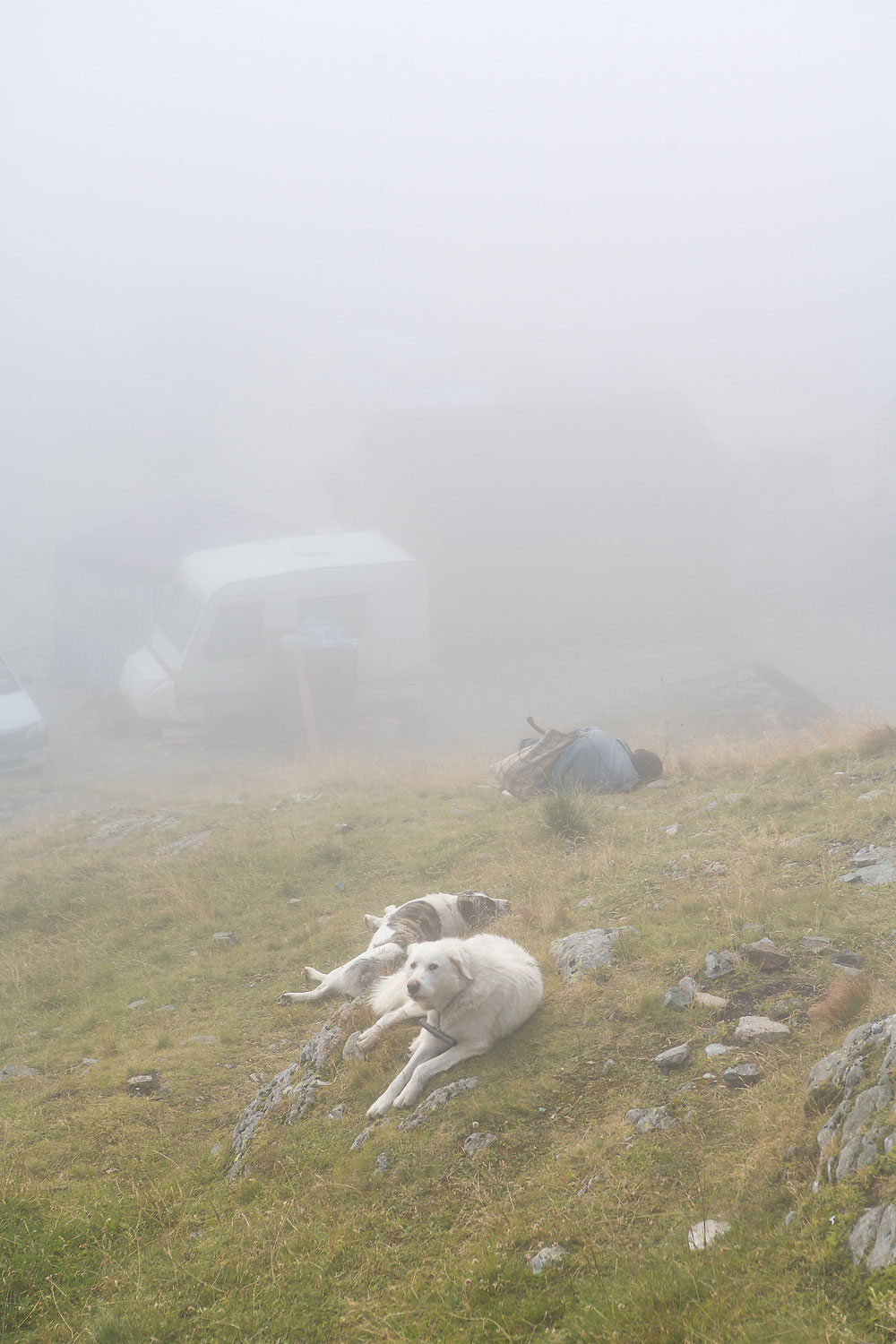 Sheepdogs resting in the fog