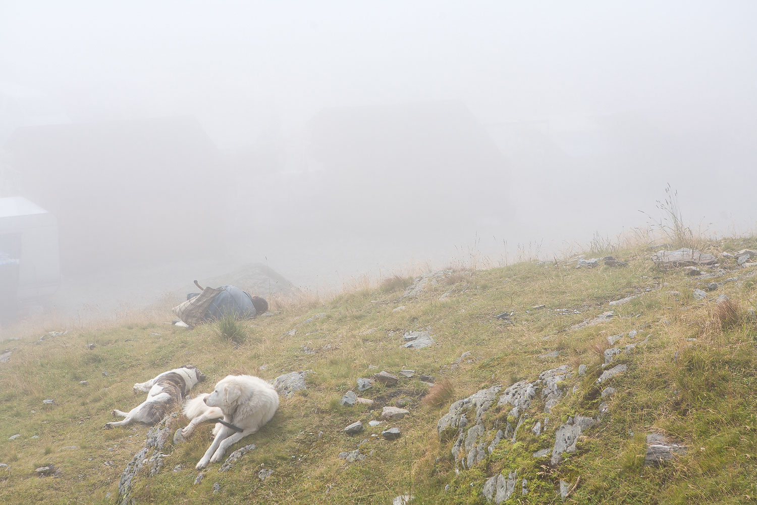 Sheepdogs and shepherd resting in the fog