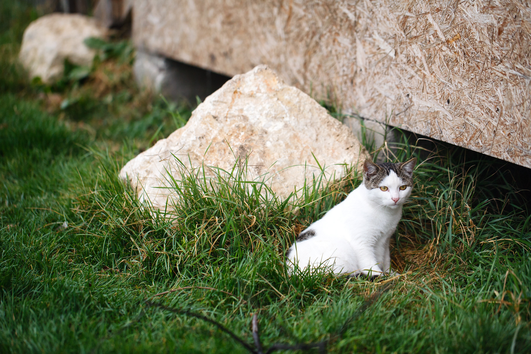 Cat laying in a yard