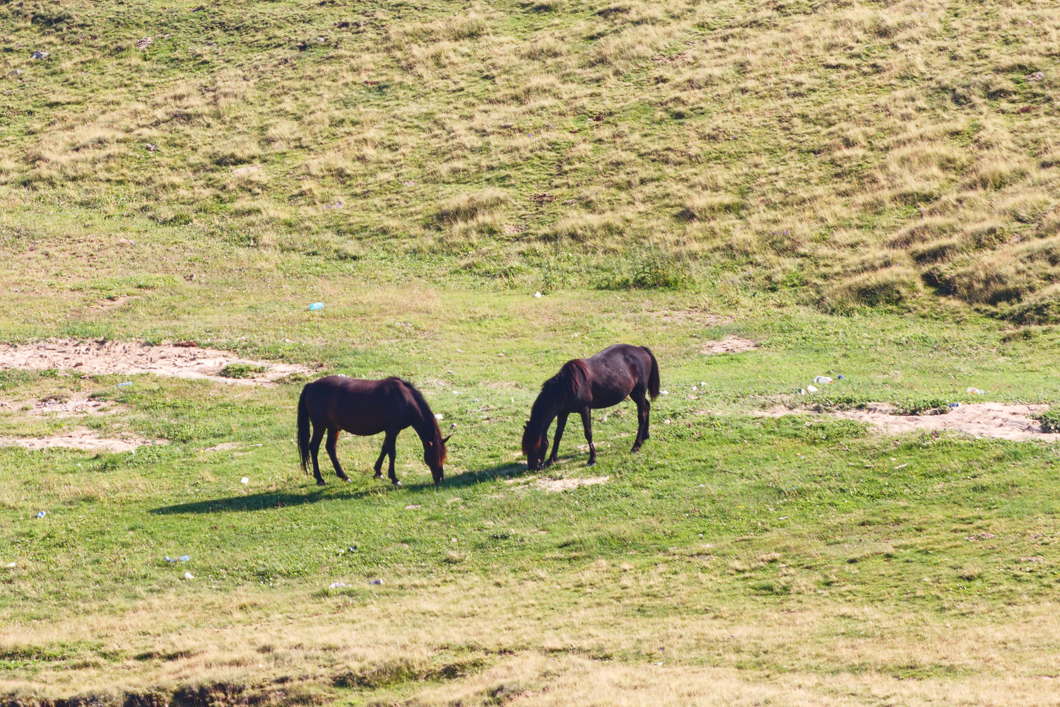 Two grazing horses