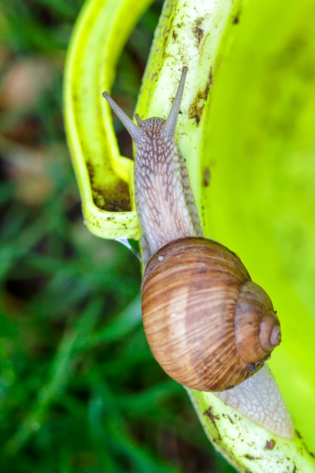 Snail in garden
