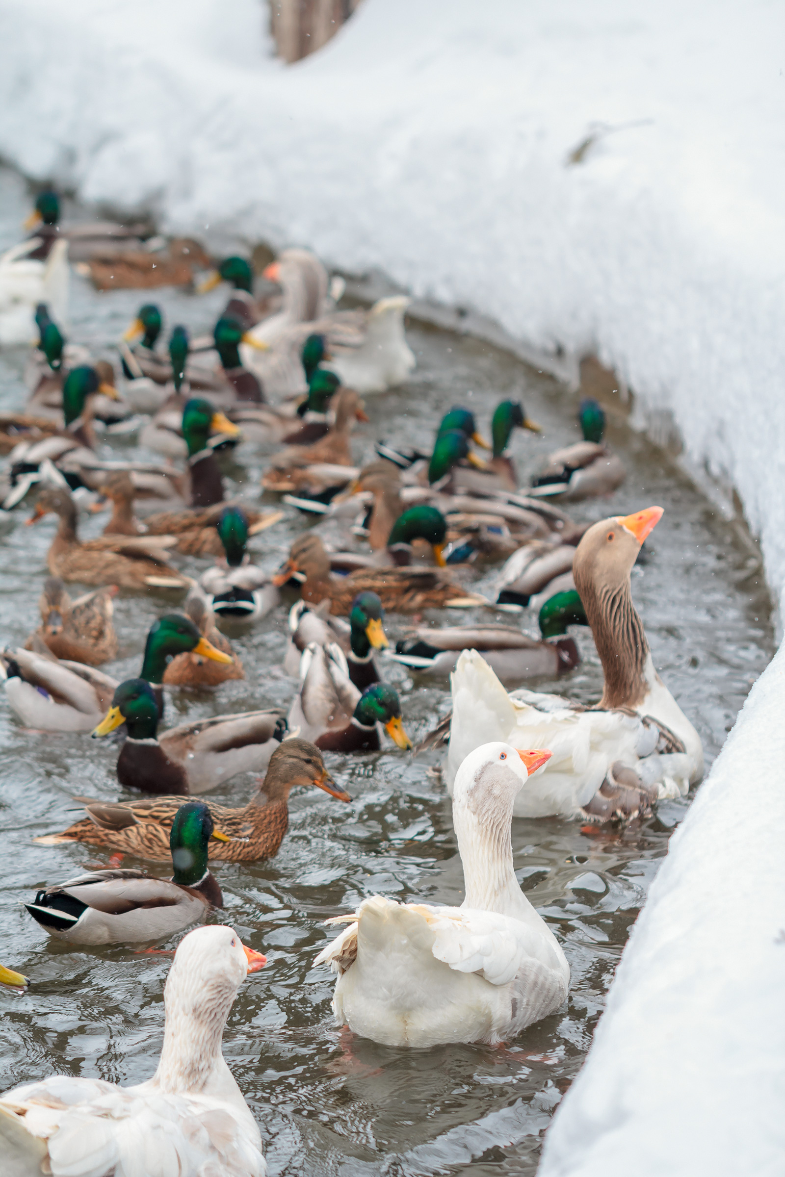 Wild ducks and domestic geese in a pond during winter