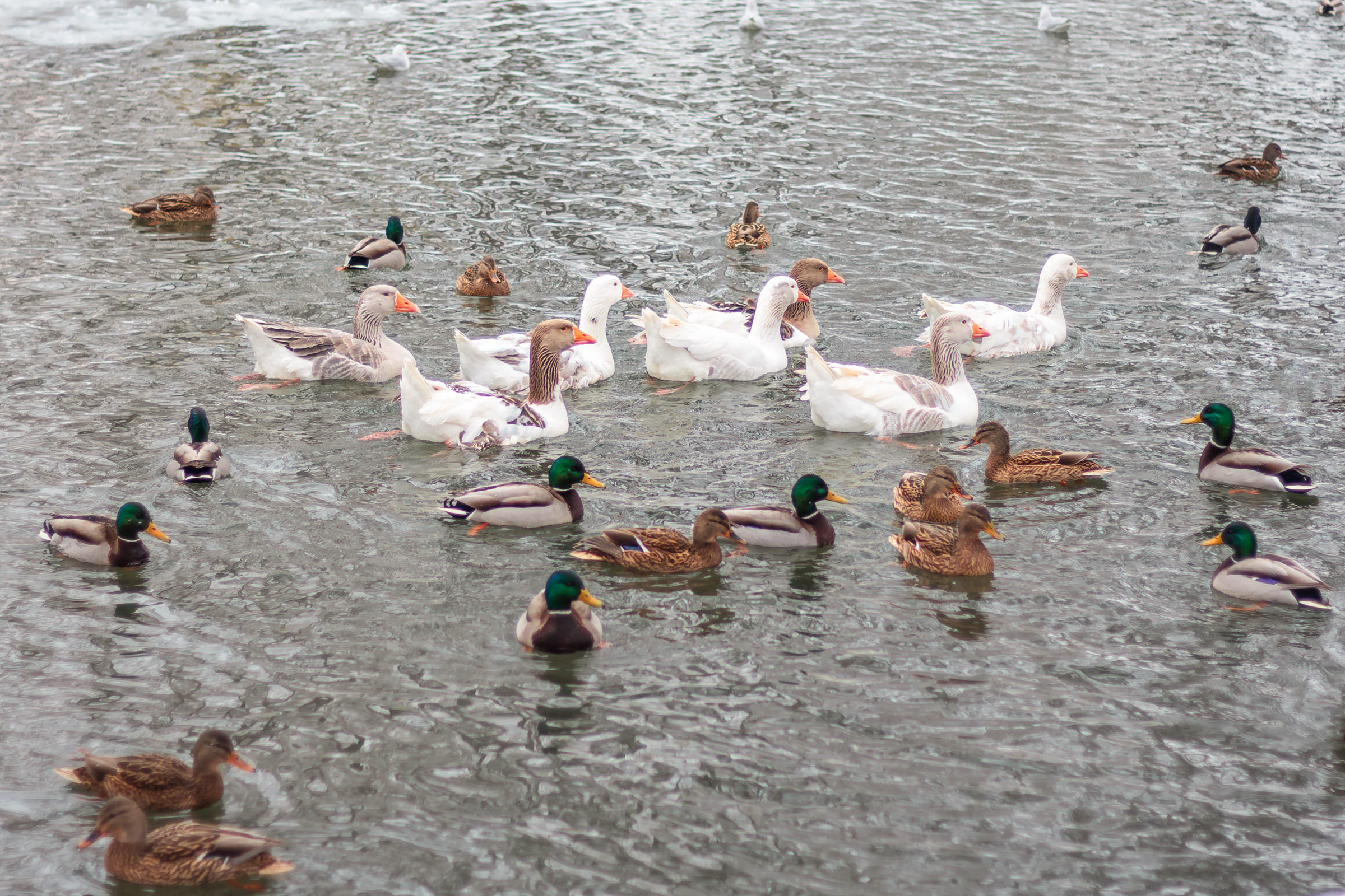 Ducks and geese in a park pond