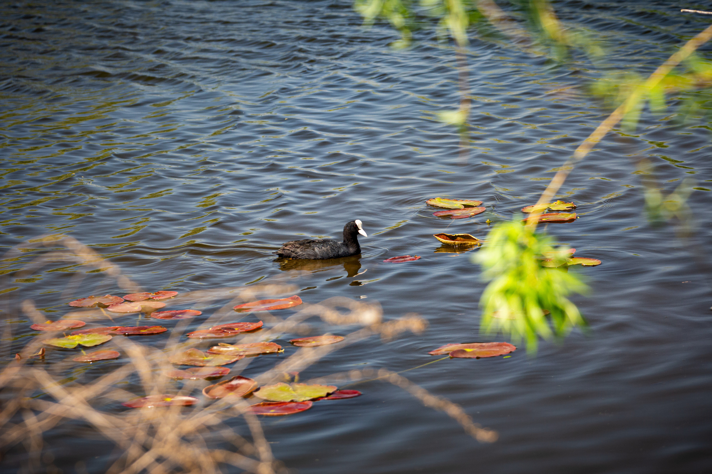 Coot in a small lake