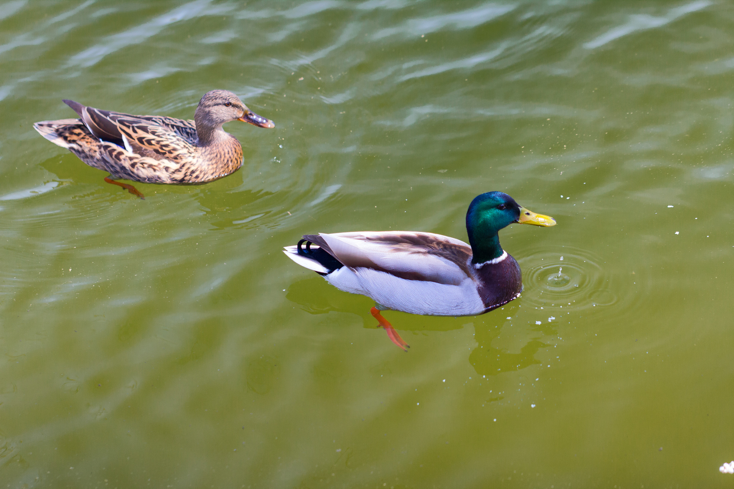 Pair of wild ducks