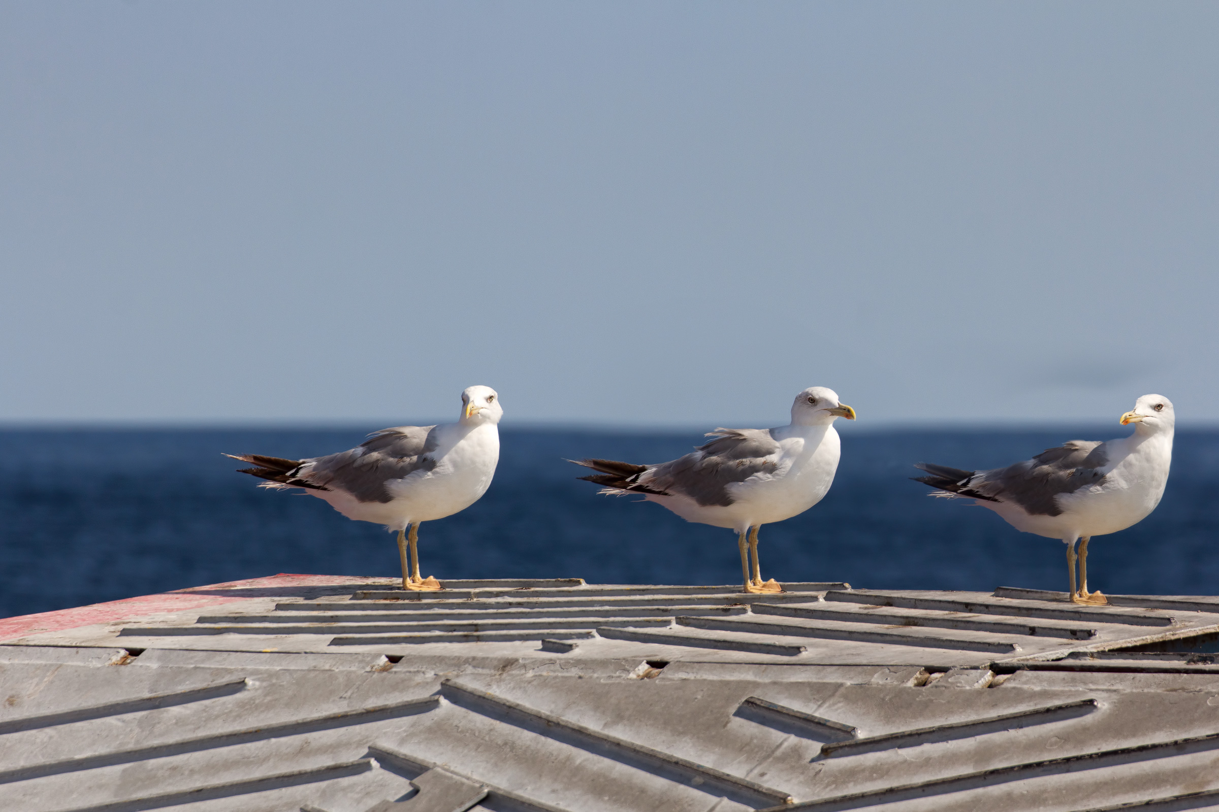 Seagulls on ferry