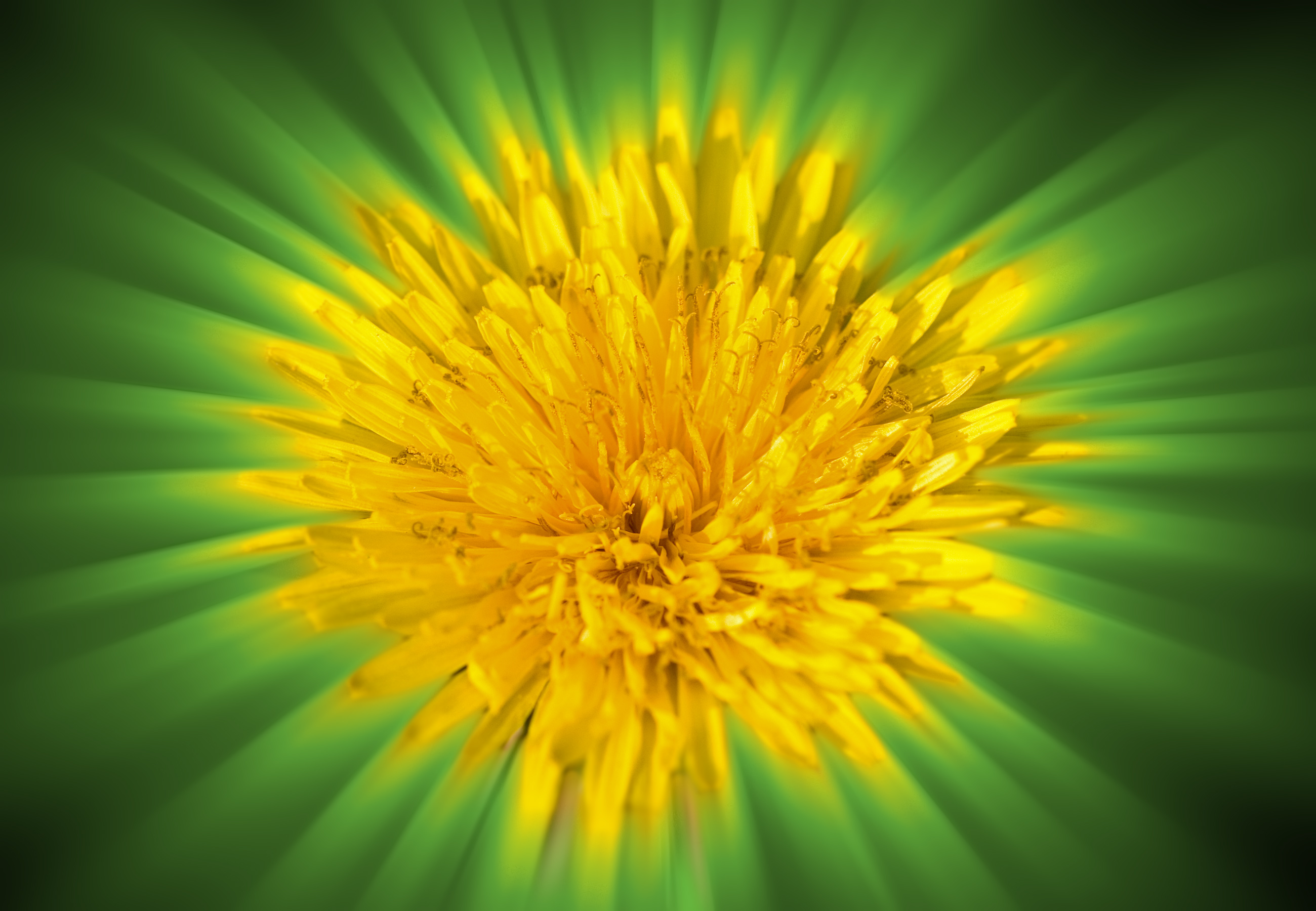 Abstract background dandelion