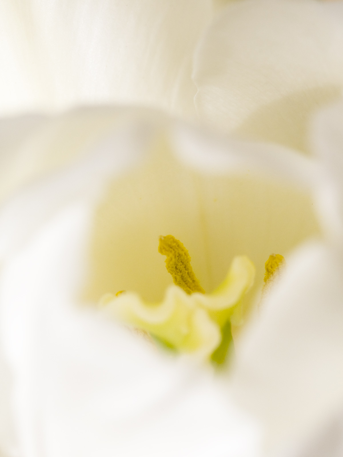 High key close-up of a tulip flower