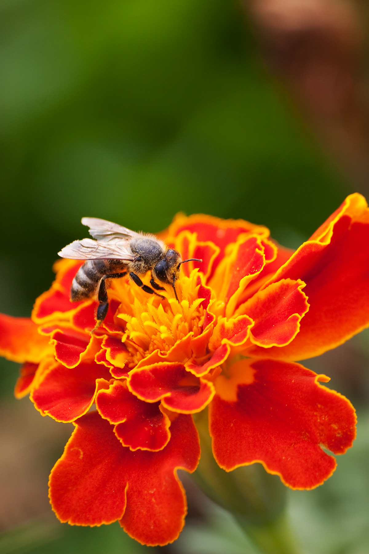 Bee harvesting on a marigold