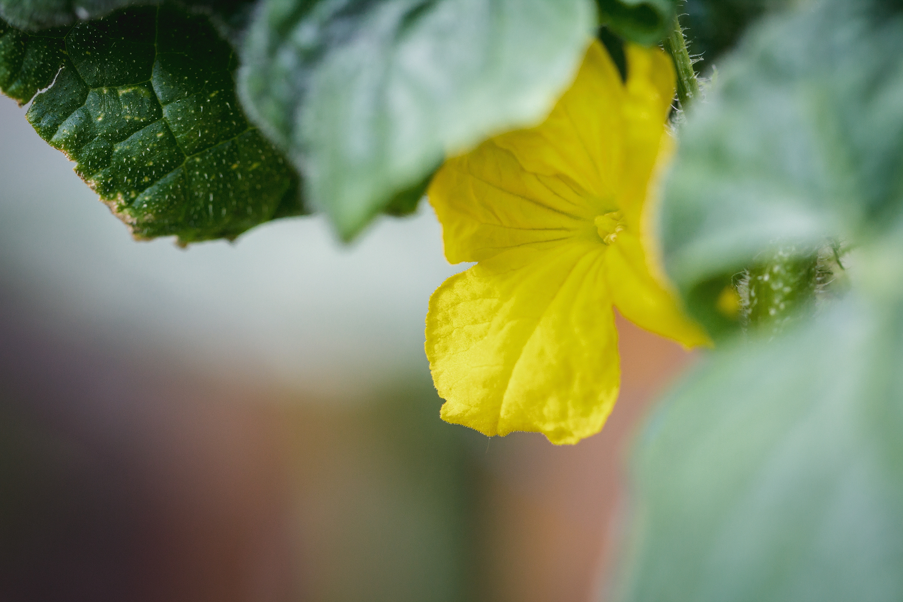 Cucumber flower and plant