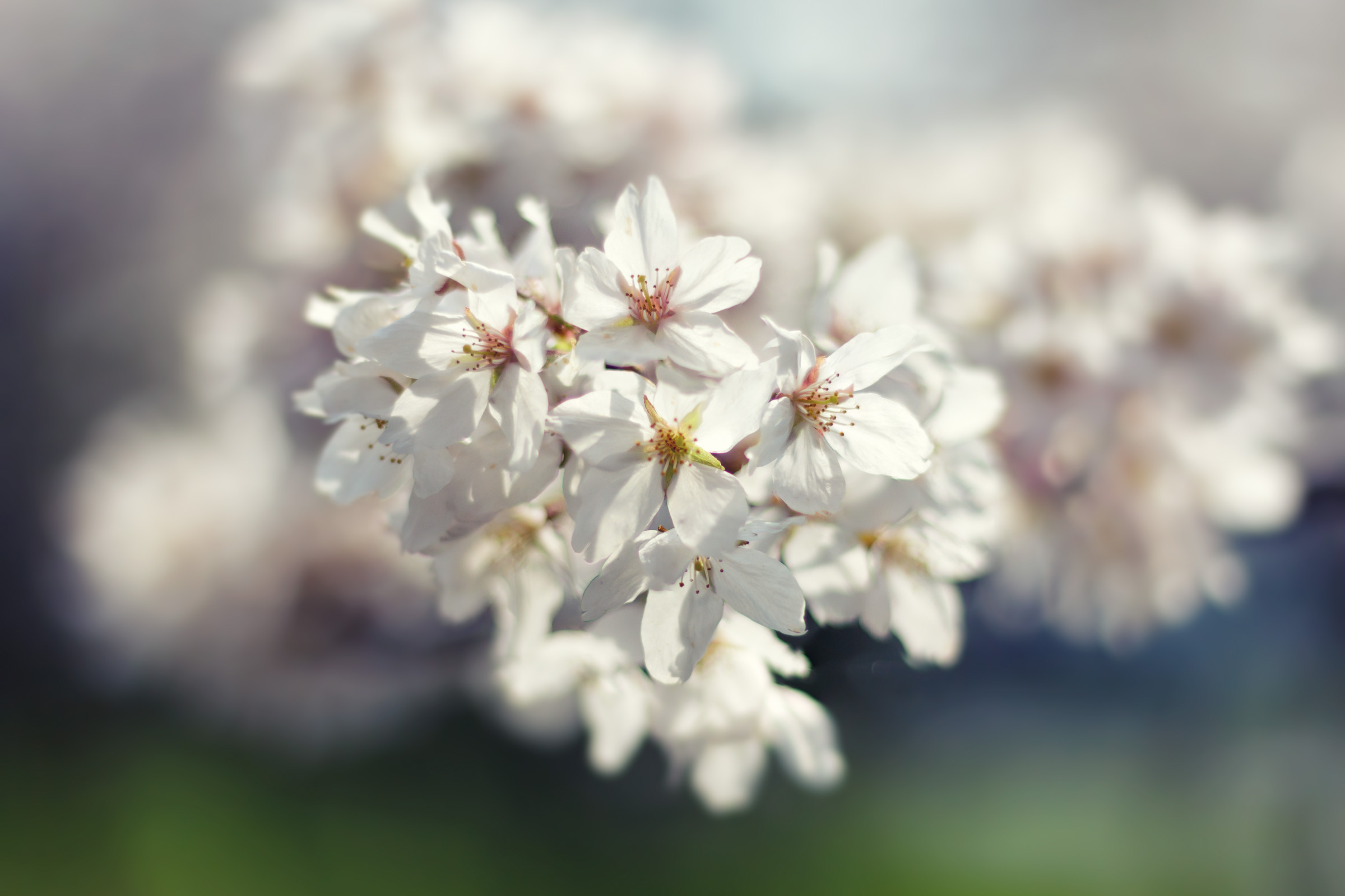 Spring blossoms