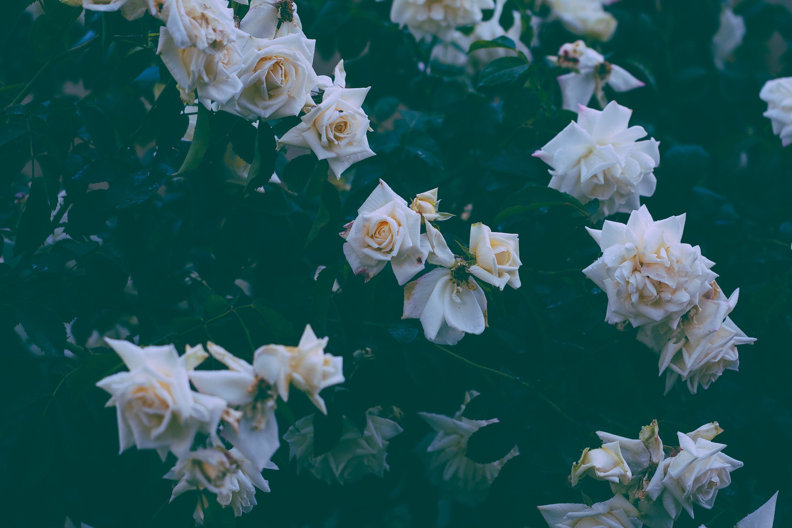 Wild white roses