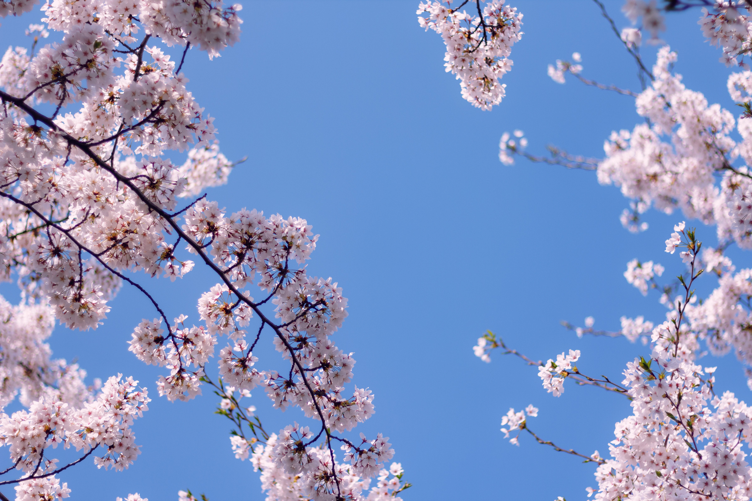 Cherry blossoms against clear blue sky