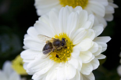 White dasiy with bee