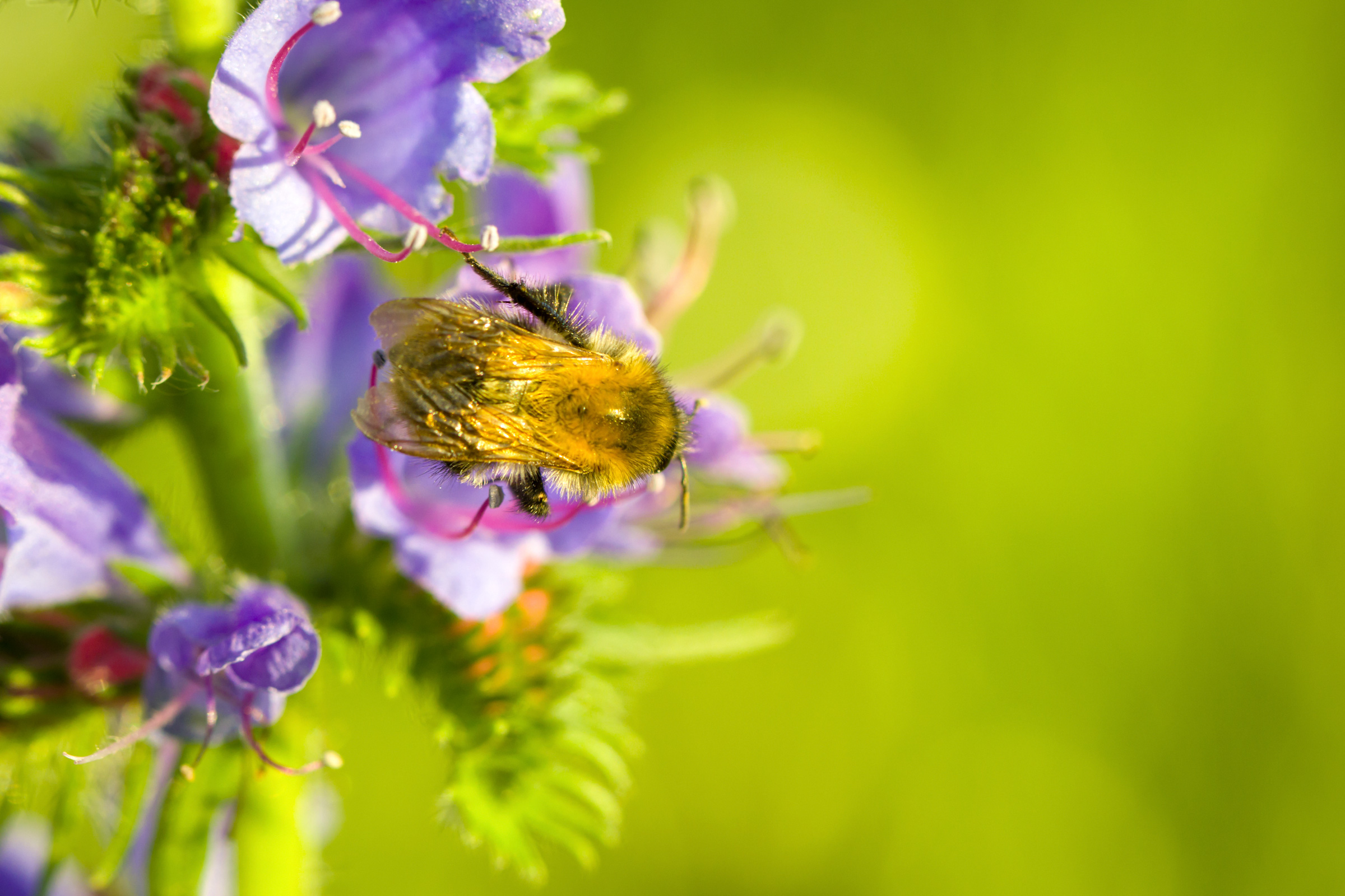 Bee on a field flower