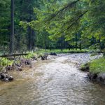Shallow stream in the woods