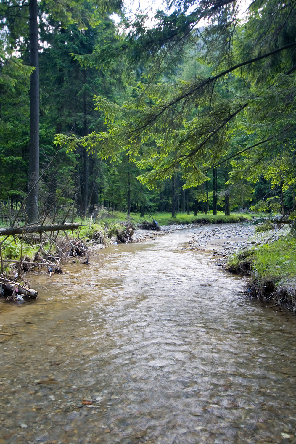 Shallow stream in the woods