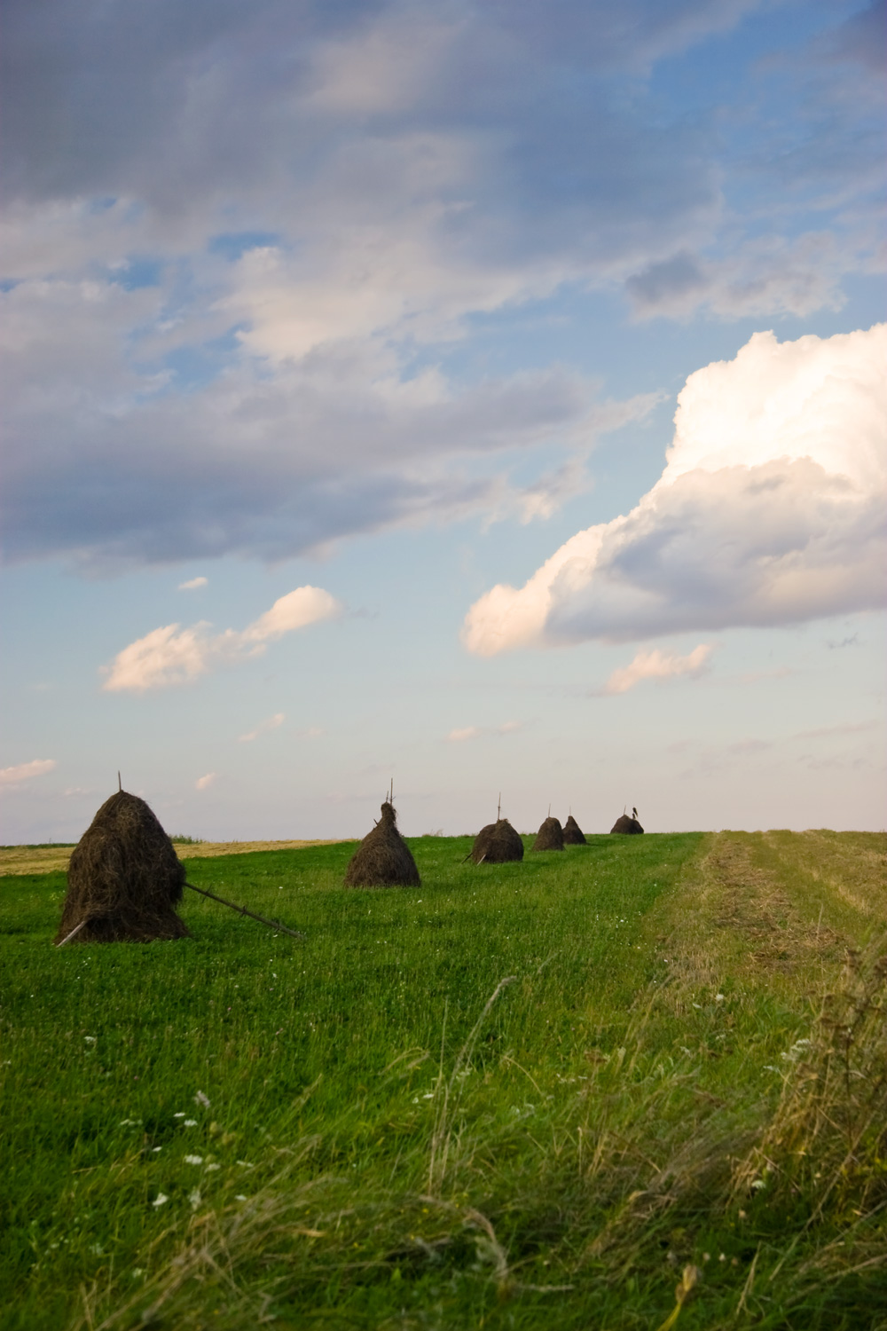 Haystacks in a summer field