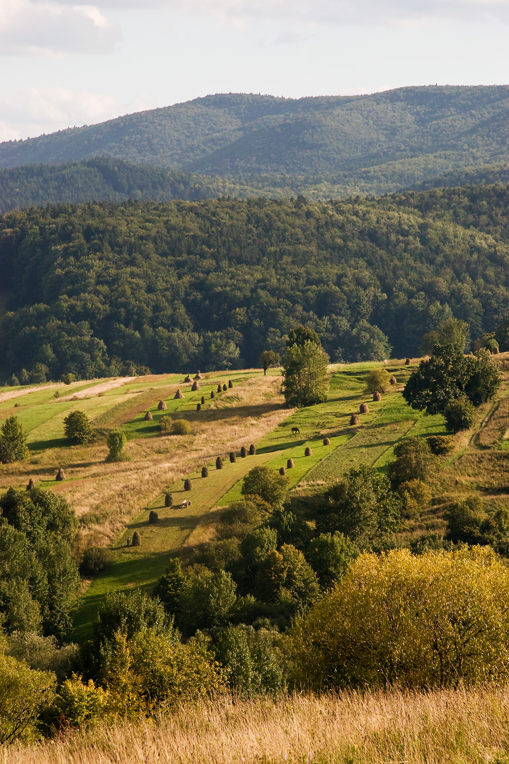 Field with haystacks