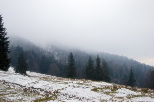 Low clouds over forest