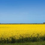 Yellow rapeseed field and blue sky