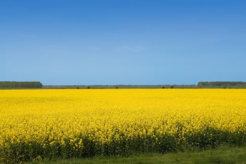 Yellow rapeseed field and blue sky