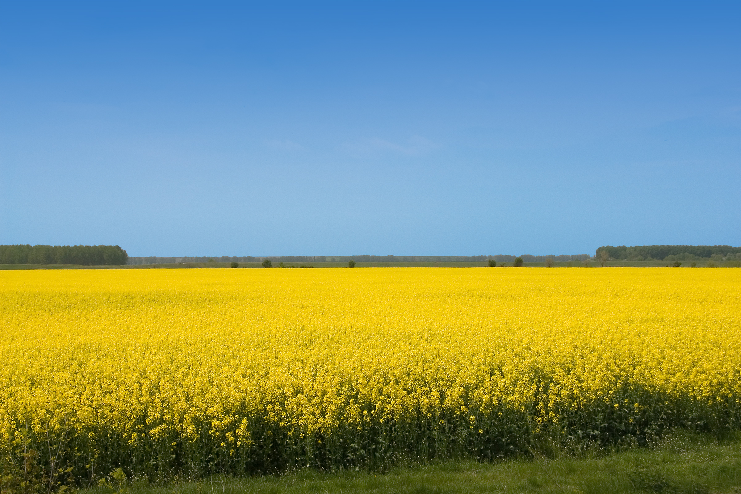 060323_a_6810-canola-field.jpg