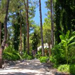 Tall pine trees in a resort in Marmaris, Turkey
