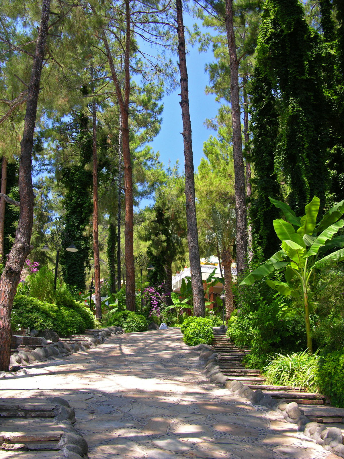 Tall pine trees in a resort in Marmaris, Turkey