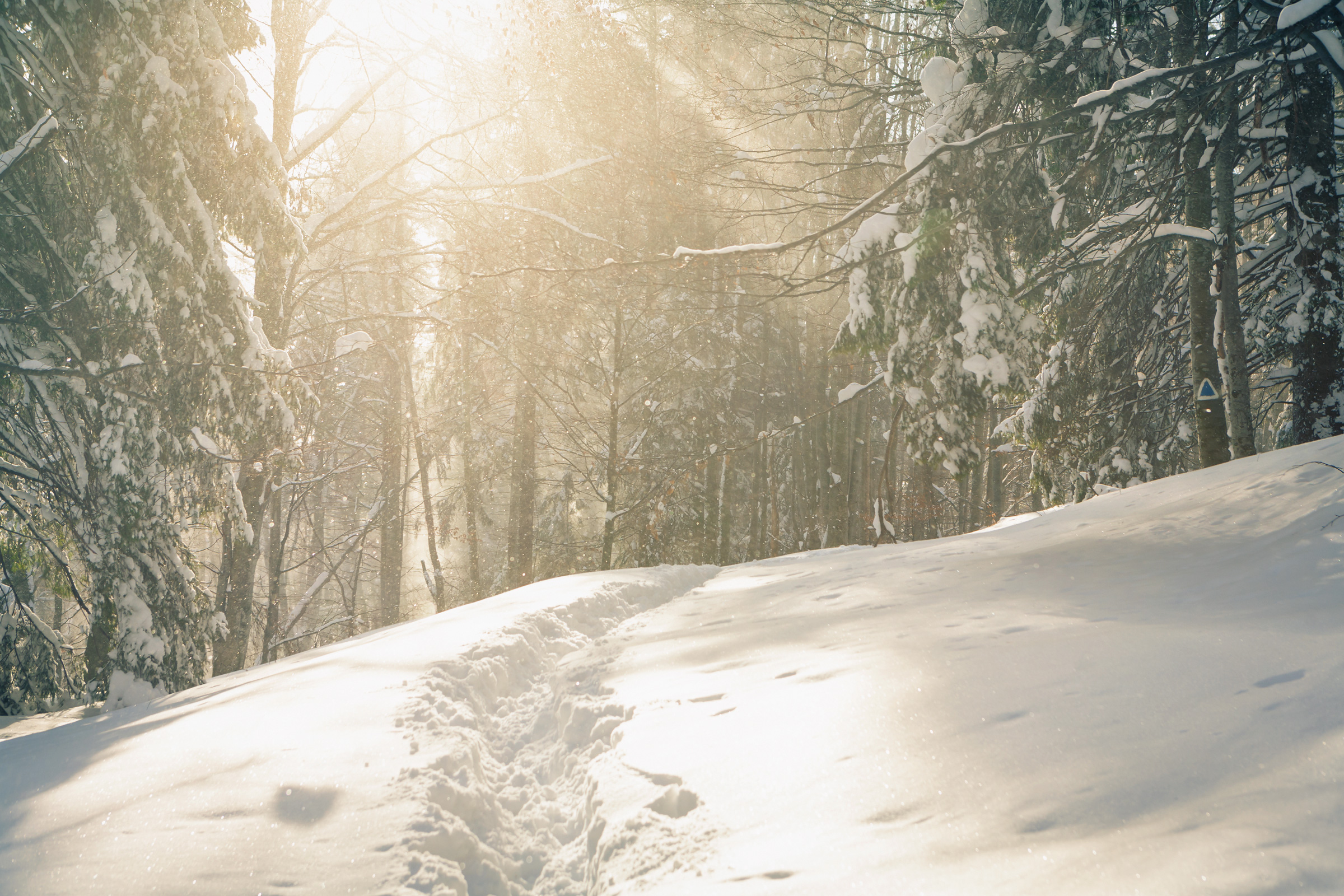 Winter forest