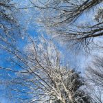 Winter tree crowns