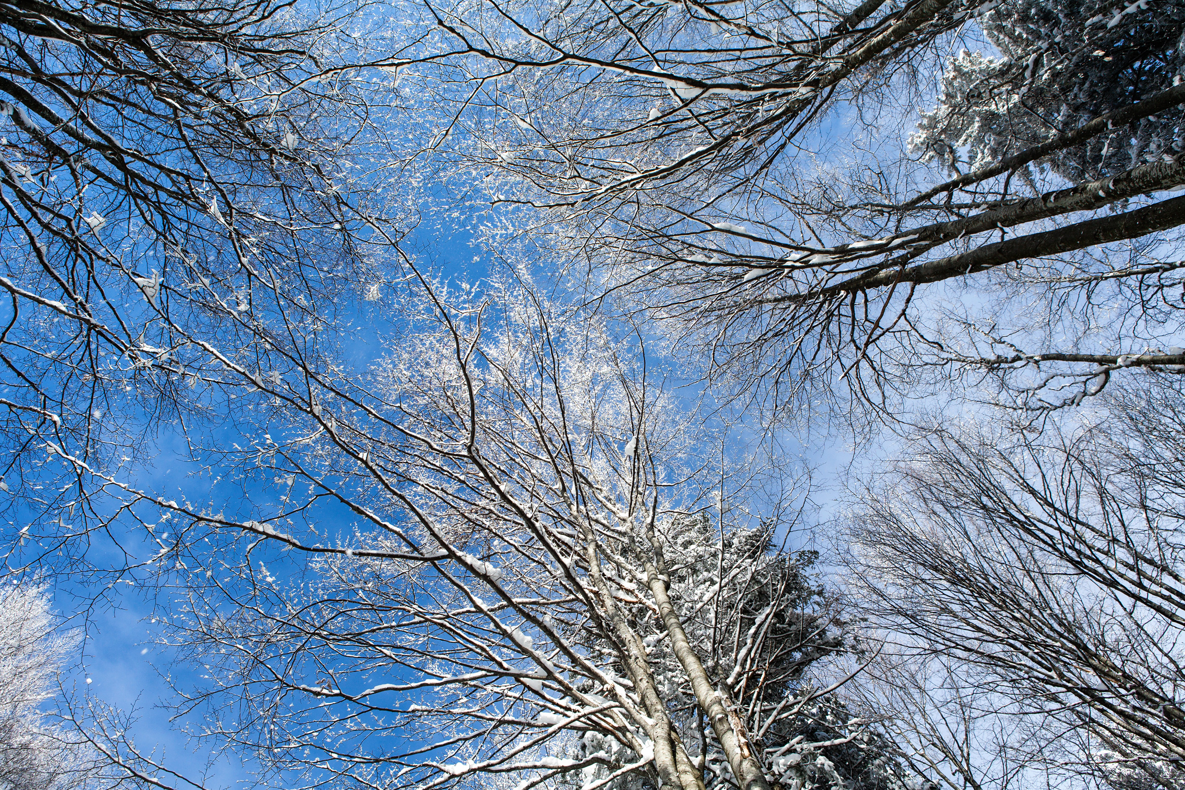 Winter tree crowns