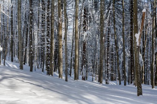 Winter forest