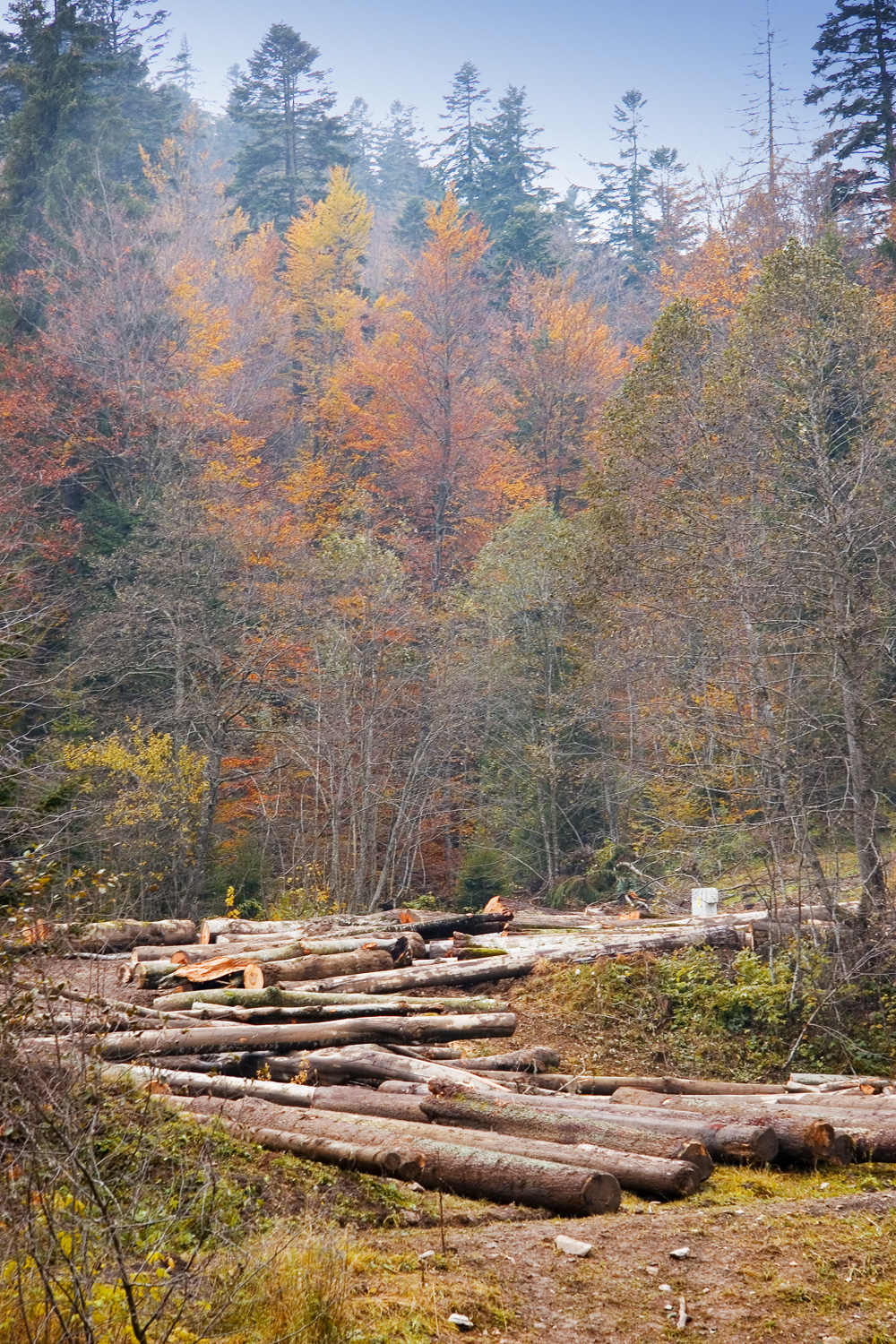 Fesh harvested logs in the forest