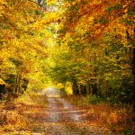 Autumn foliage along a forest road