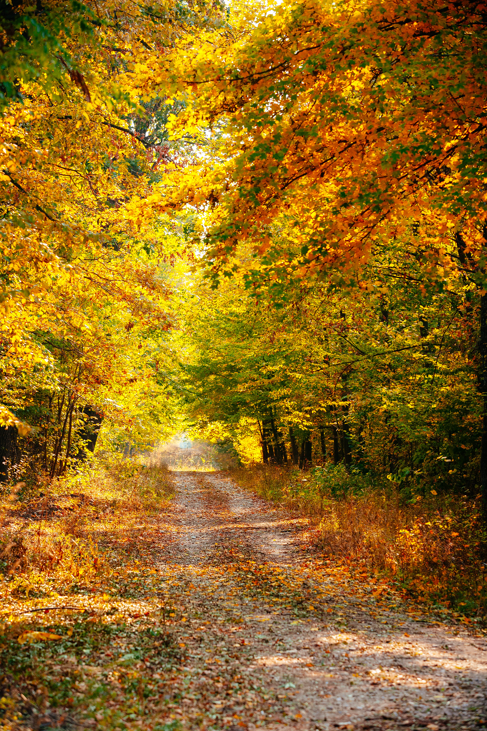 Autumn foliage along a forest road